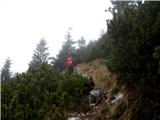 Cijanovca- Srednji vrh- Mali Grintovec - Bašeljski vrh - Kališče skozi ruševje